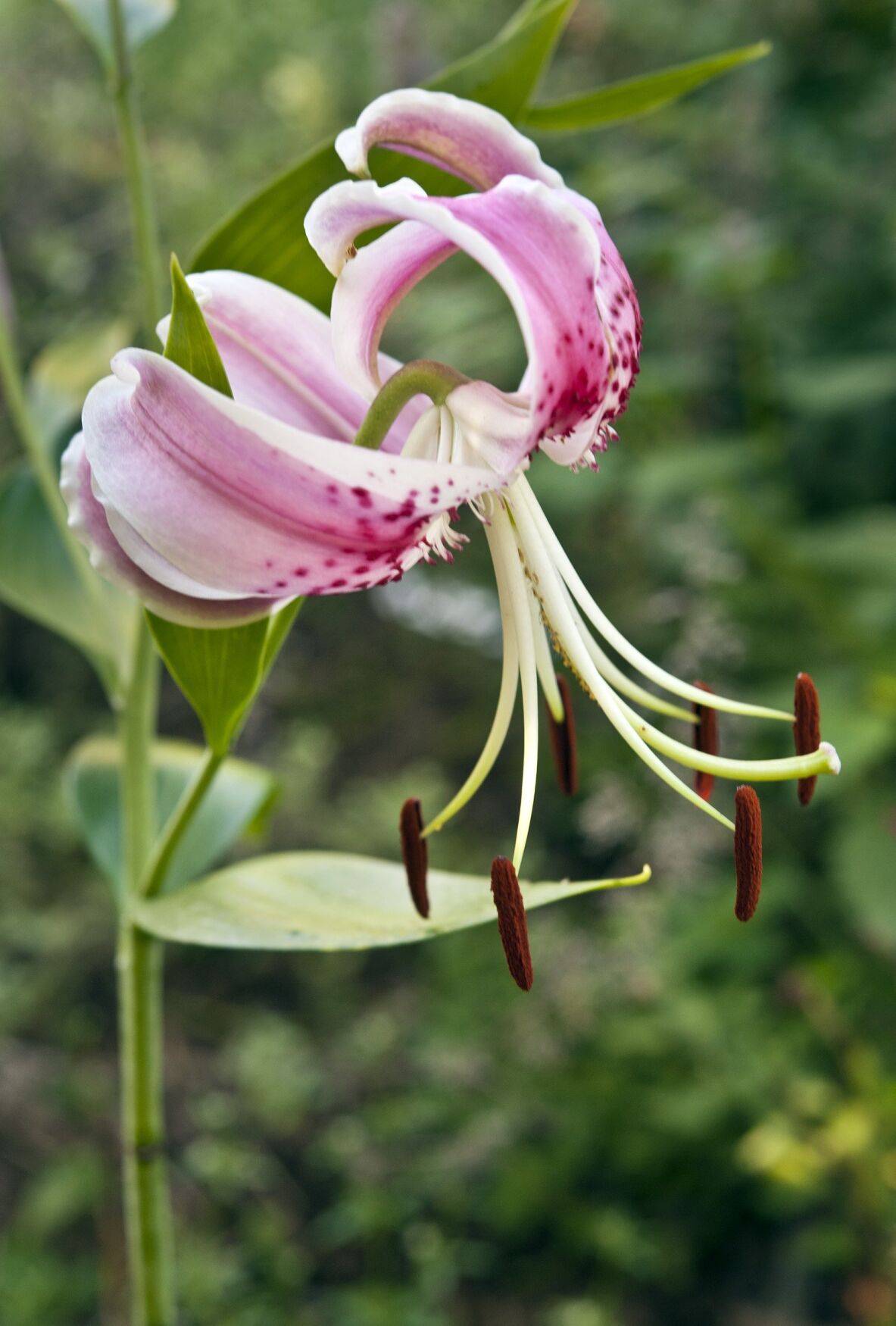 Timothy Day garden